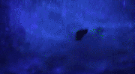 Fuerza Bruta GIF- New York- 1
