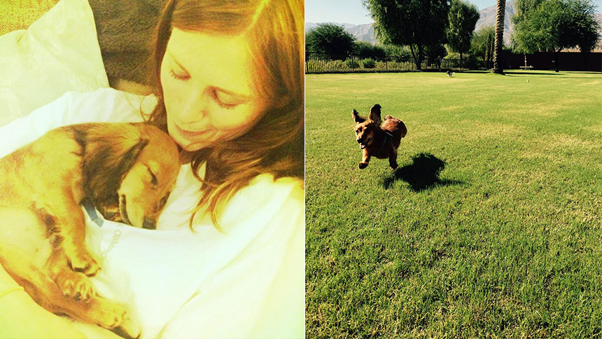 Bodhi- Allison Case- Dog