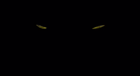 Cats GIF- Broadway Revival 2016