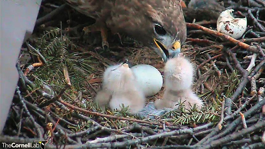 Cornell Birds