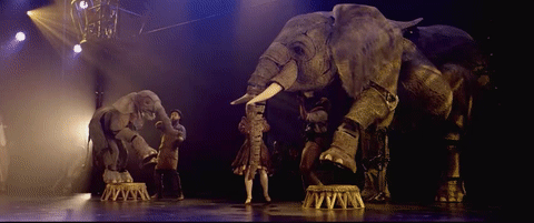 Significant Objects- Elephants GIF- Circus 1903