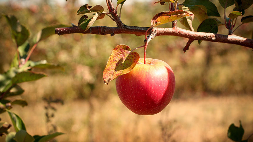 Forbidden Fruit