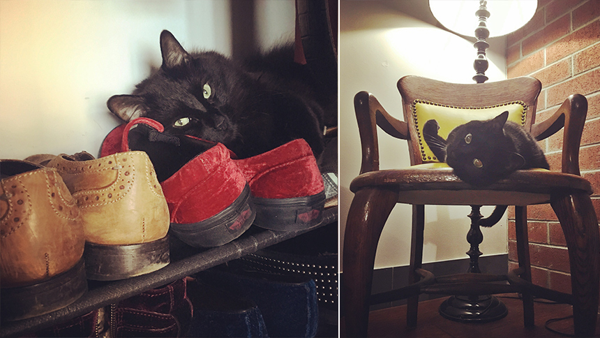 Tyler Hanes Cats-