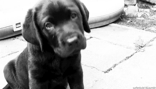 Black Dog GIF