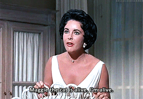 Maggie the cat is alive gif